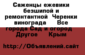 Саженцы ежевики безшипой и ремонтантной. Черенки винограда . - Все города Сад и огород » Другое   . Крым